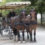 Foret, Fontainebleau